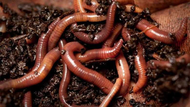Сім'я черв'яків для компосту з ВЛАСНОЇ ФЕРМИ оптом та роздріб