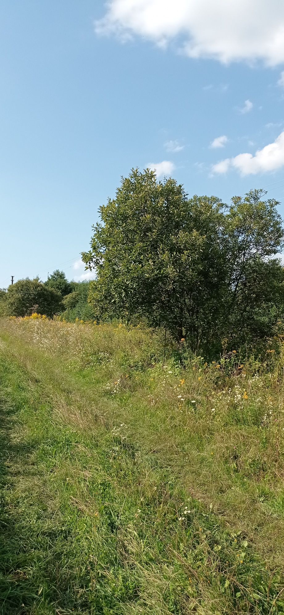 Ділянка біля лісу 2.34га. с.Селисько 14км.до м.Львів(доїзд Давидів)