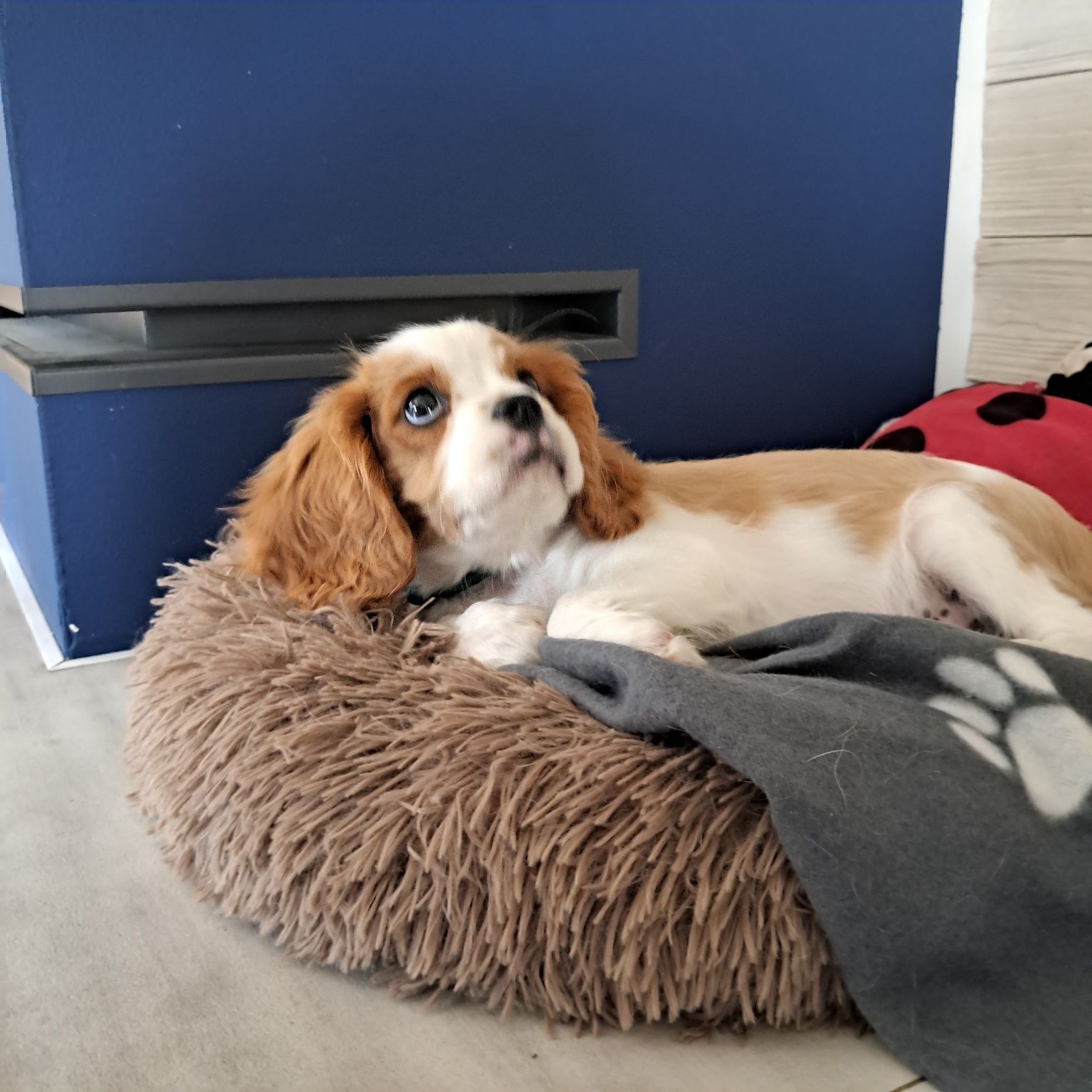 Cavalier King Cherles Spaniel-zapowiedź miotu