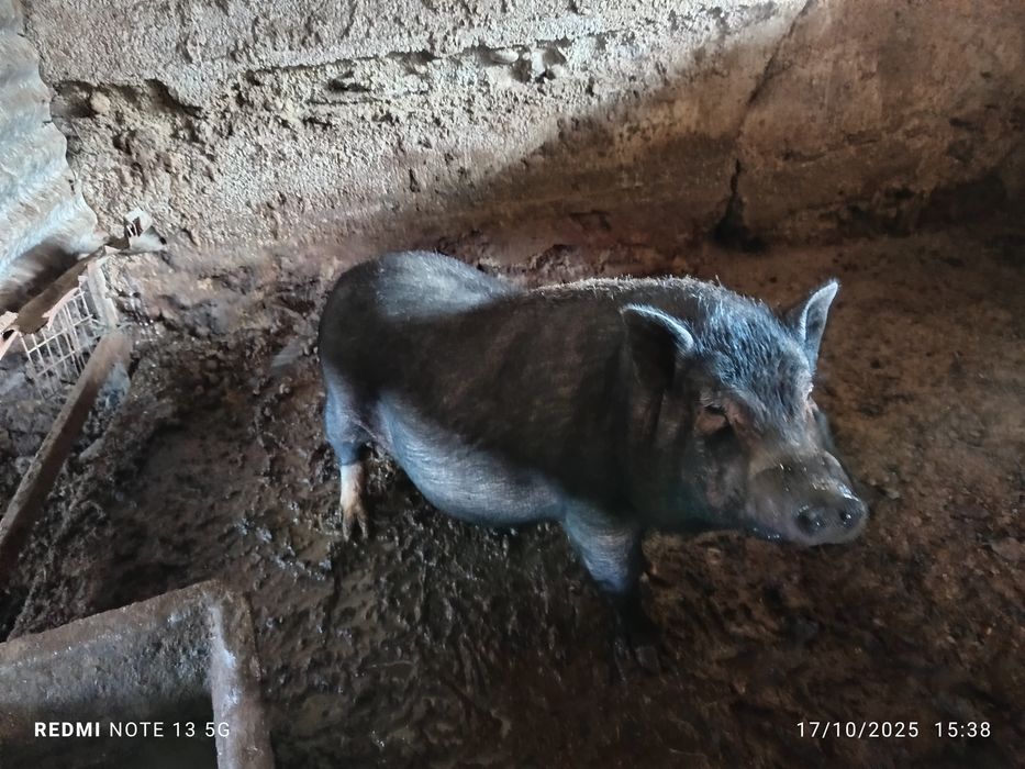 Porcos vitenamitas