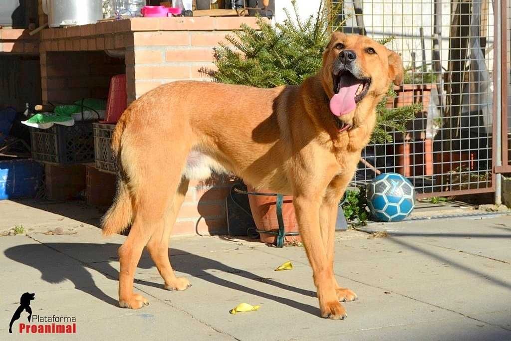 CAMPEÃO - Cãozinho para Adoção!