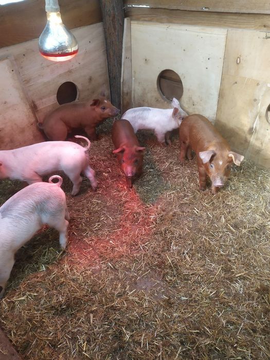 Продажа поросят петрен+дюрок