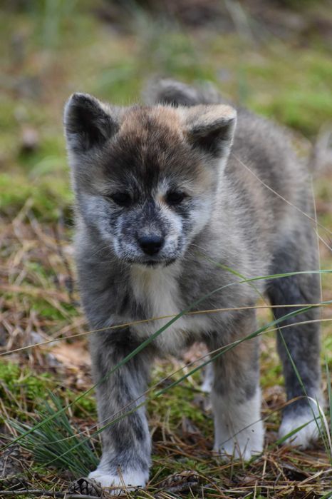 Akita, Akita Inu, Akita Japońska - suczka FCI/ZKwP pręgowana