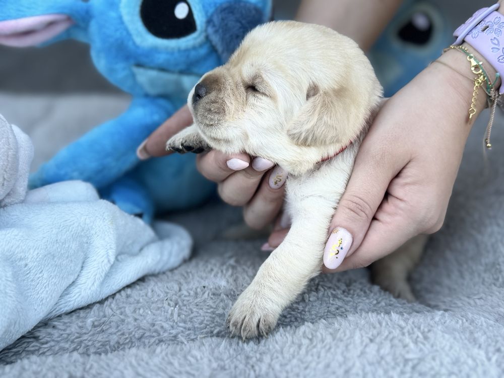 Labrador Retriver miot A -Aiszka