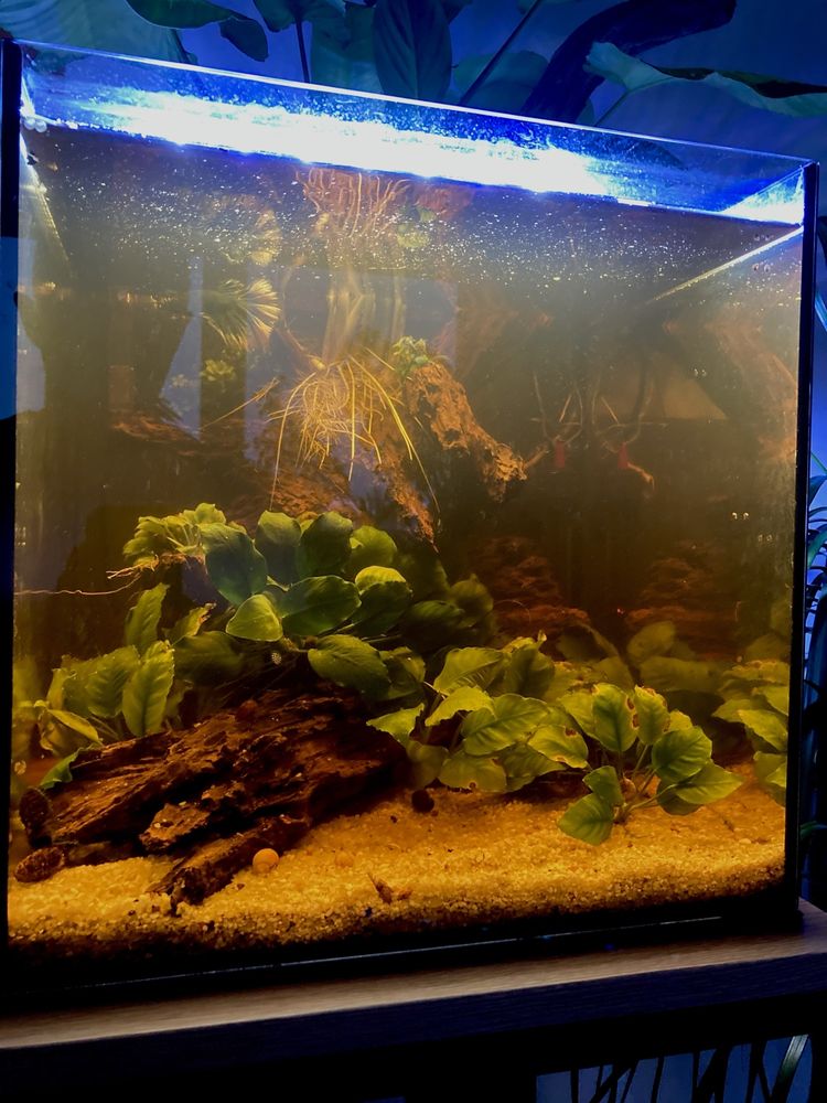 Akwarium 40 l ze stojakiem i florarium 40 l