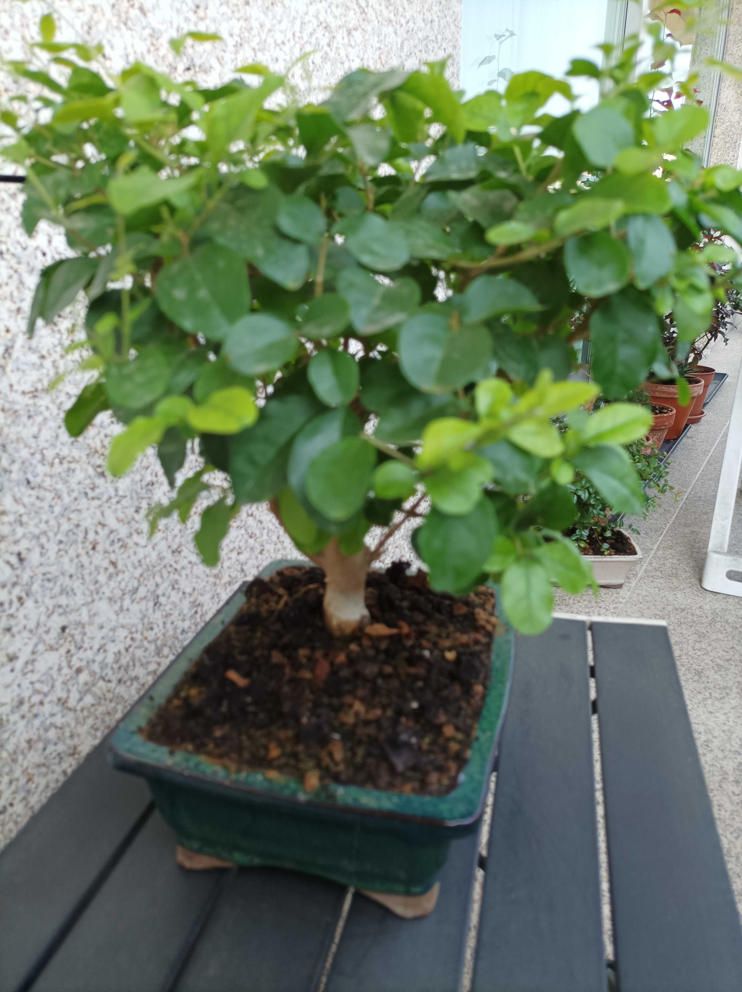 Bonsai Ligustrum - 7 anos