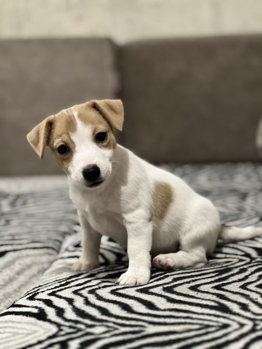 Цуценята Джек рассел терʼєр.