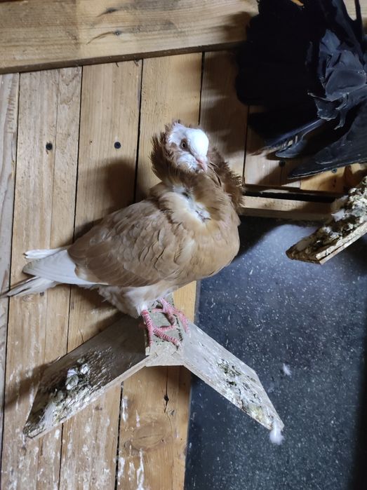 Zamienię gołębie ze zdjęć