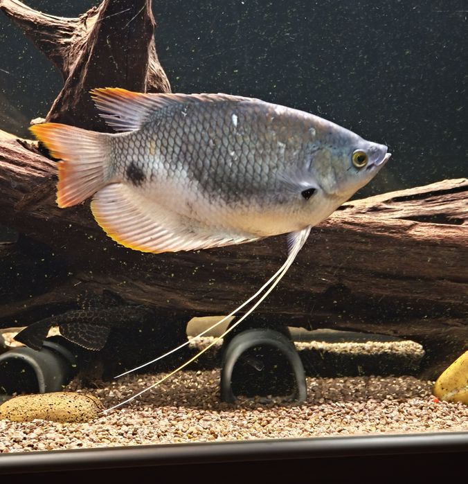 2 Gouramis gigante red tail