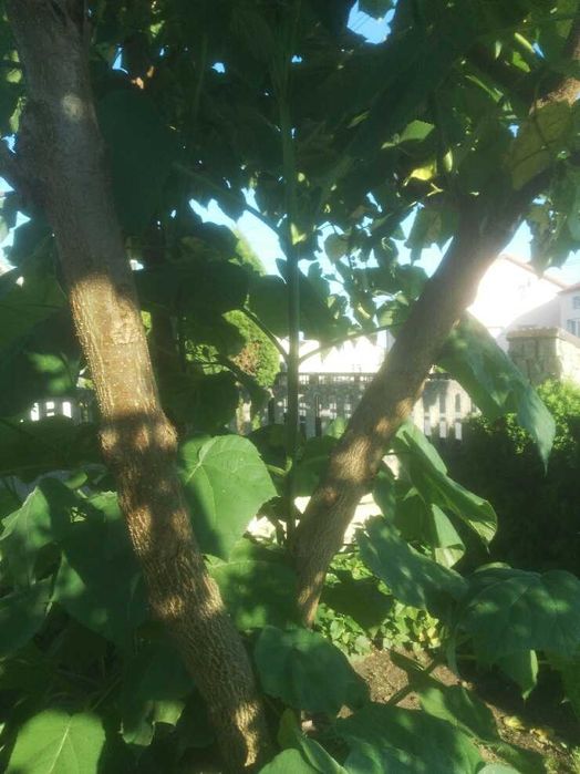 Paulownia Omszona - Tomentosa