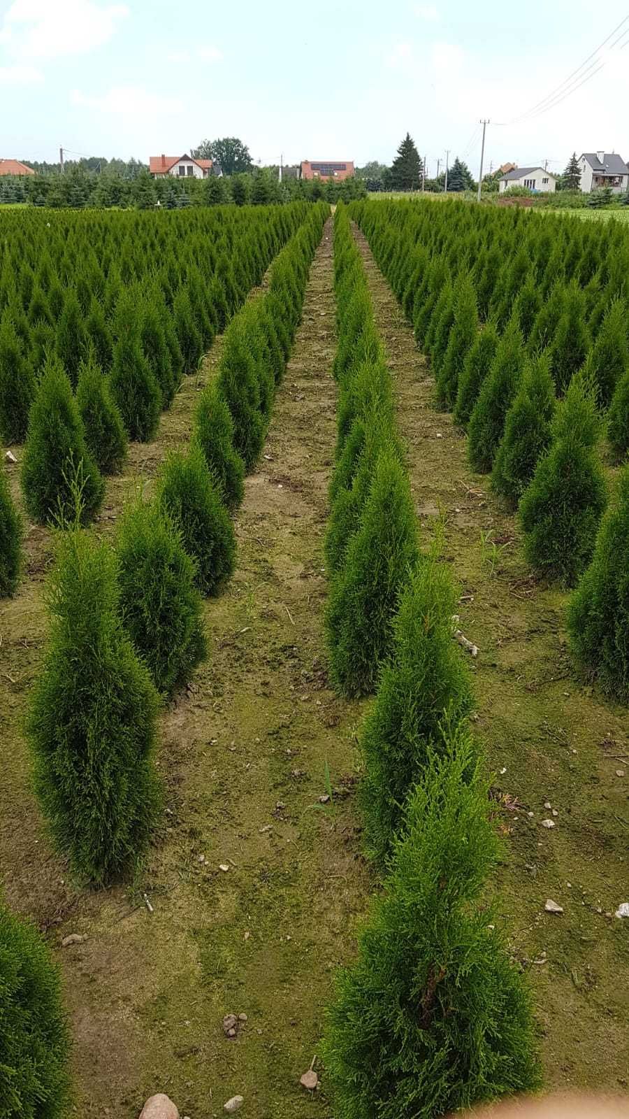 thuja (tuja) smaragd od producenta