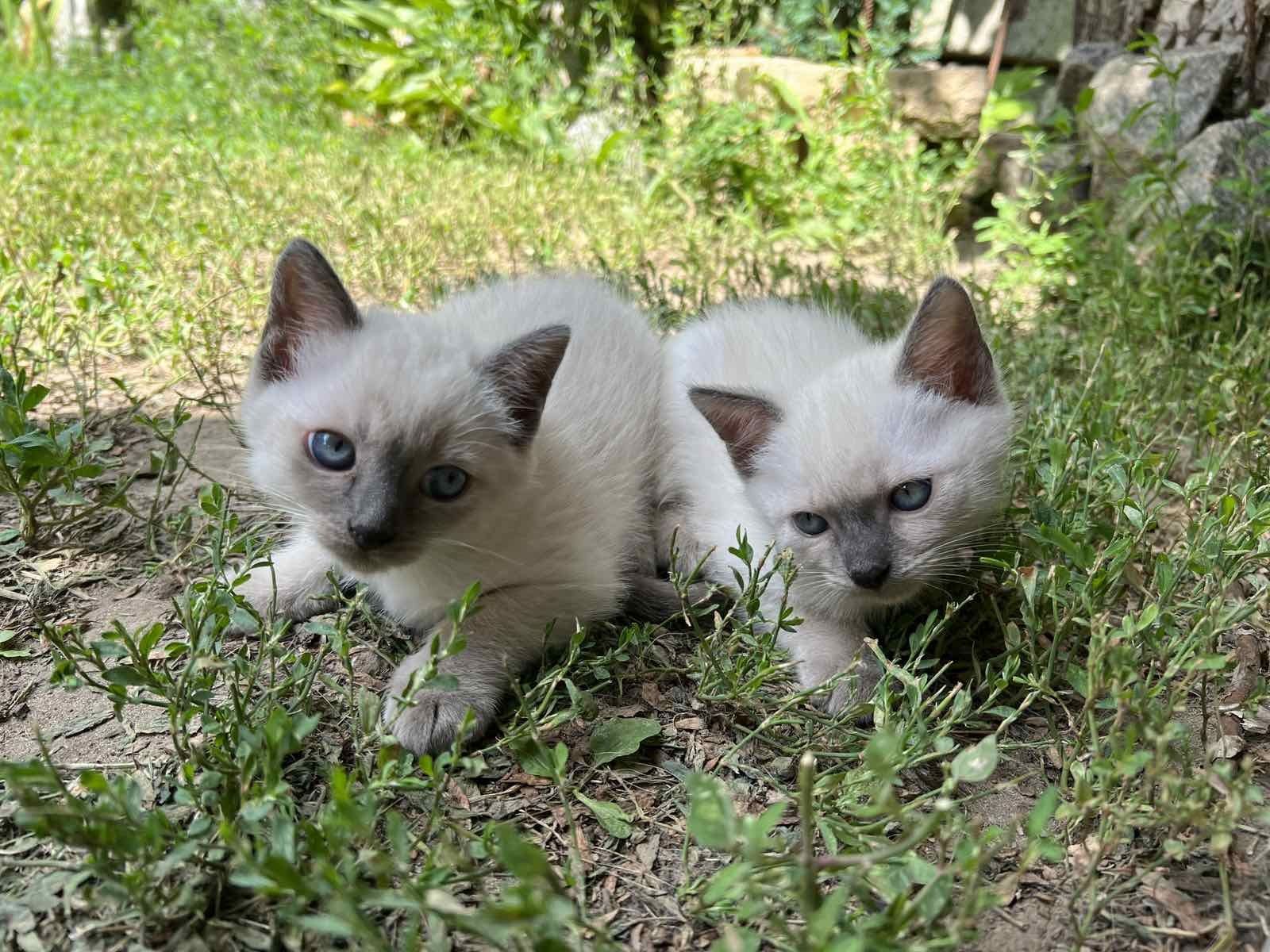 Кошеня віддам в добрі руки!