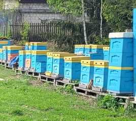 Sprzedam rodziny pszczele. Pasieka i pszczoły Białystok