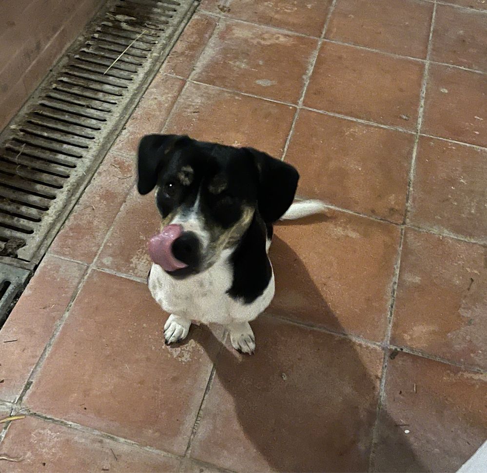 Cão de porte médio para adopção.
