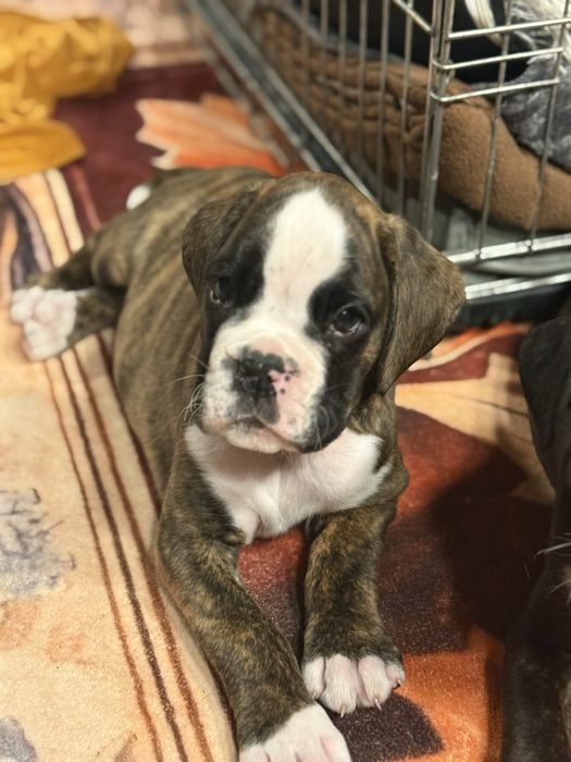 Szczeniak boksera – z rodowodem