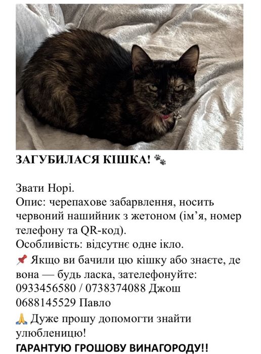 Допоможіть знайти кішку