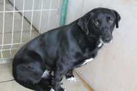 033683 Bolton do adopcji.