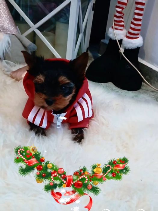 York stalowo-złoty śliczny chłopczyk zapraszam