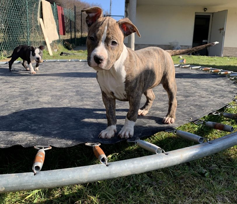 American Staffordshire Terrier