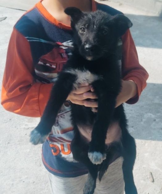 Отдам собачку в добрые руки