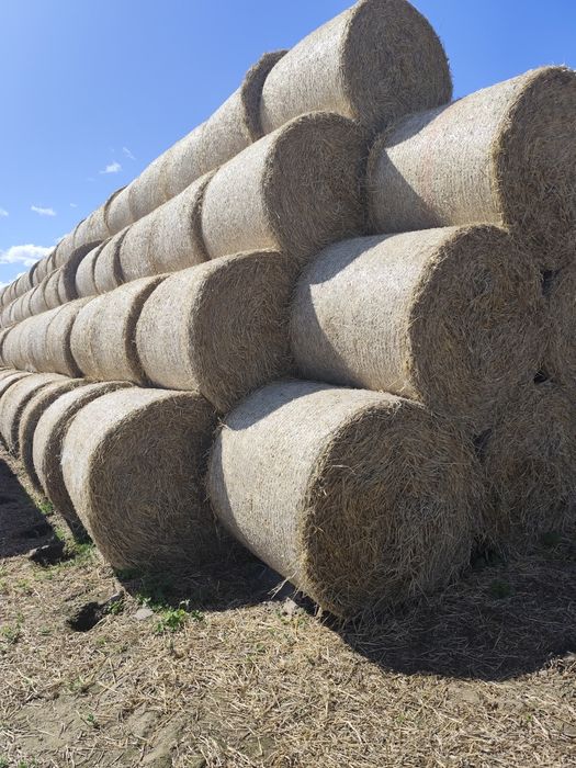 Słoma jęczmienną tegoroczna nie pryskana
