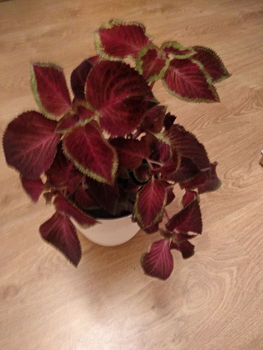 Pokrzywka duża sadzonka