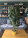 Monstera Monkey Adansonii Hydroponika Palik Mech Moss Pole