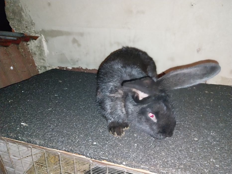 Sprzedam króliki srokacze