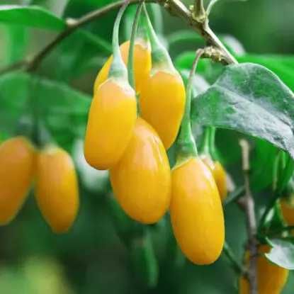 Годжи жёлтый AMBER SWEET GOJI саженцы