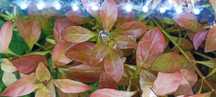 Rośliny akwariowe( mikrozorium rotala,ludwigia cryptocoryne anubias)