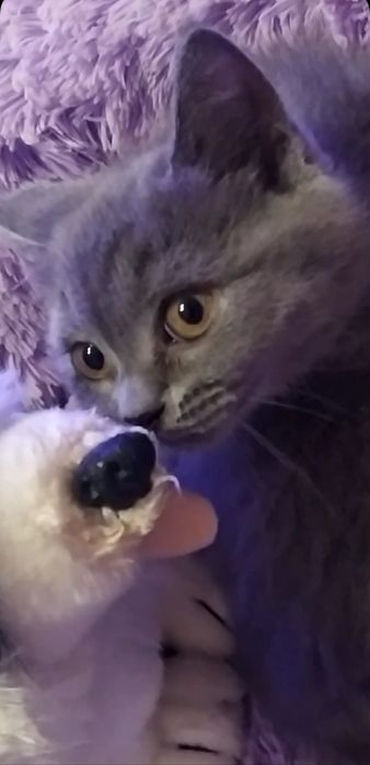 Шотландская кошечка прямоушка