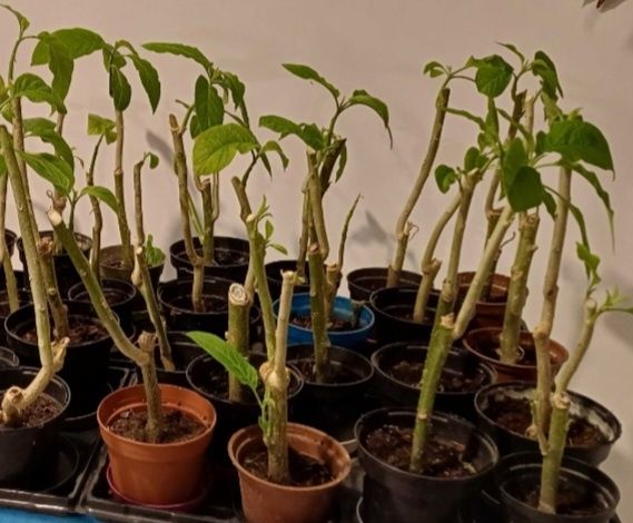 Datura 3 kolory: biała, żółta, łososiowa