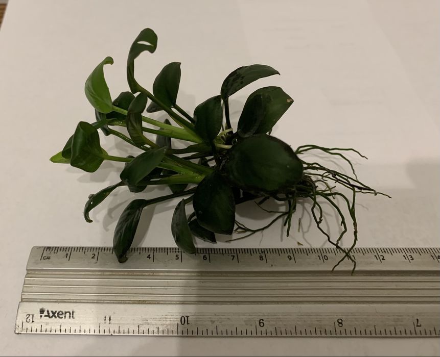 Кущі Анубіас Нана