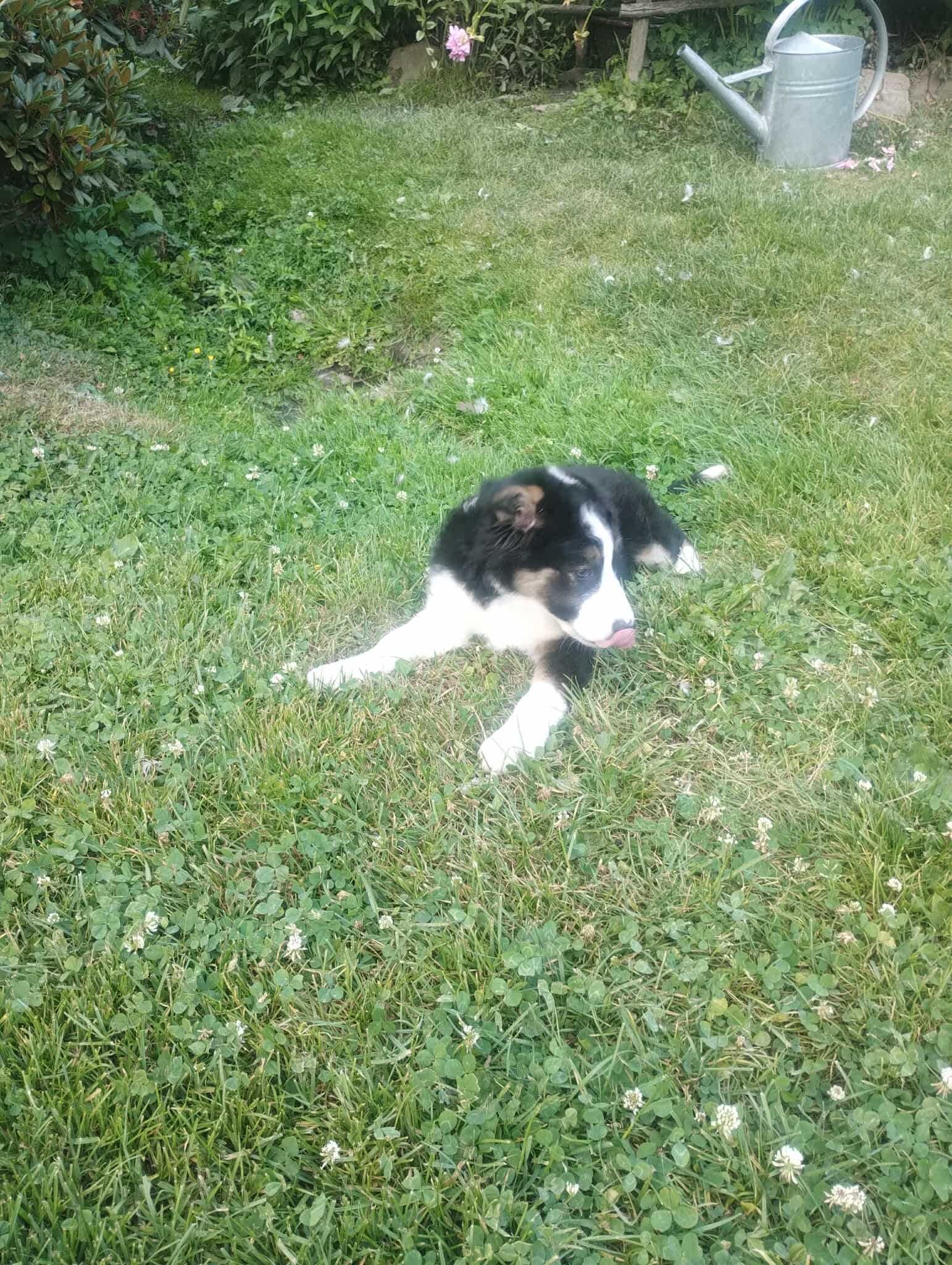Border Collie śliczna sunia