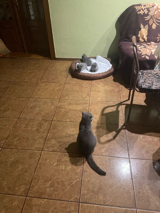 Кошеня британець прямовухий хлопчик