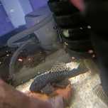 Troco 5 ancistrus