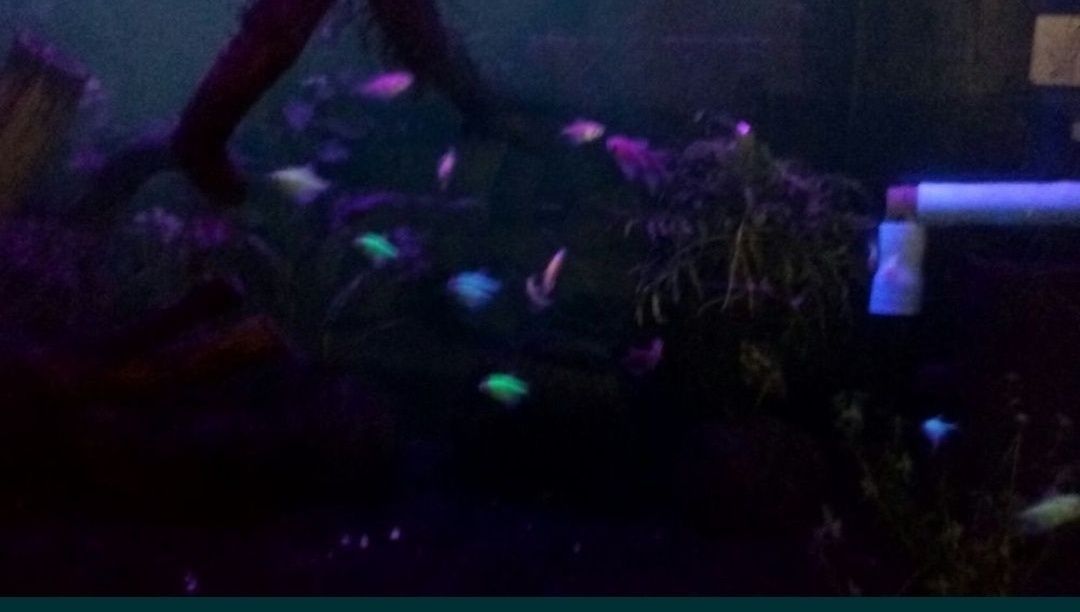 Ультрафиолетовая 12v SMD5050 лента подсветка в аквариум