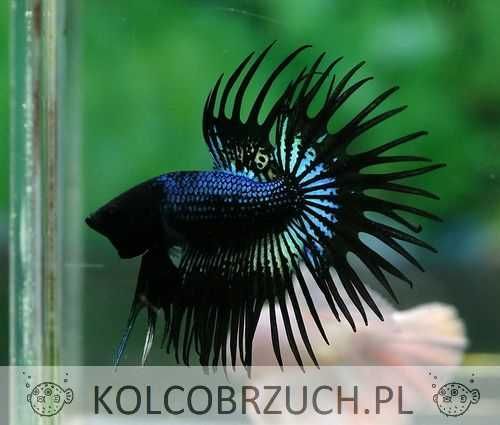 Bojownik wspaniały strzępiasty BLACK ORCHID - Betta - wysyłamy