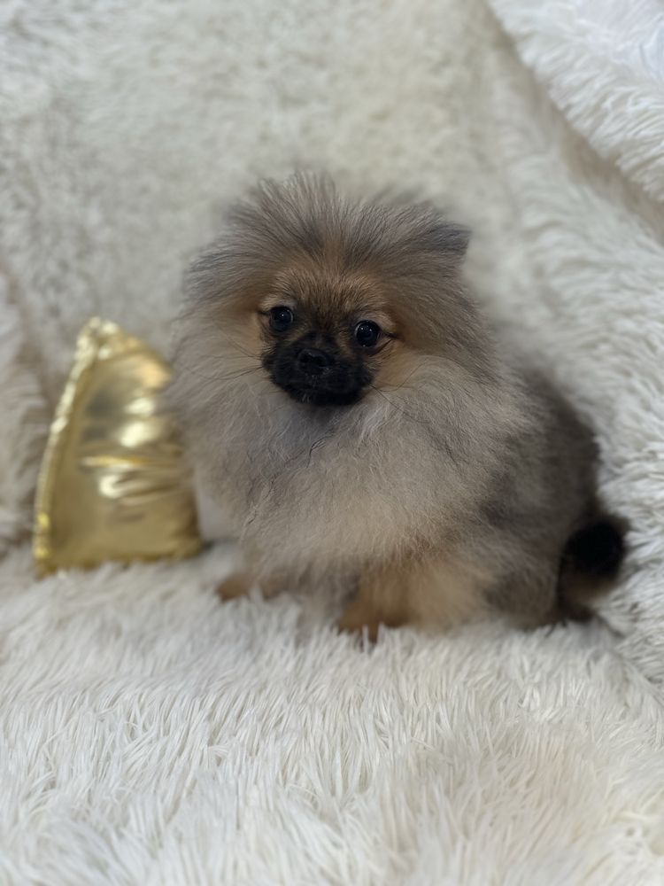 Śliczny chłopczyk miś pomeranian