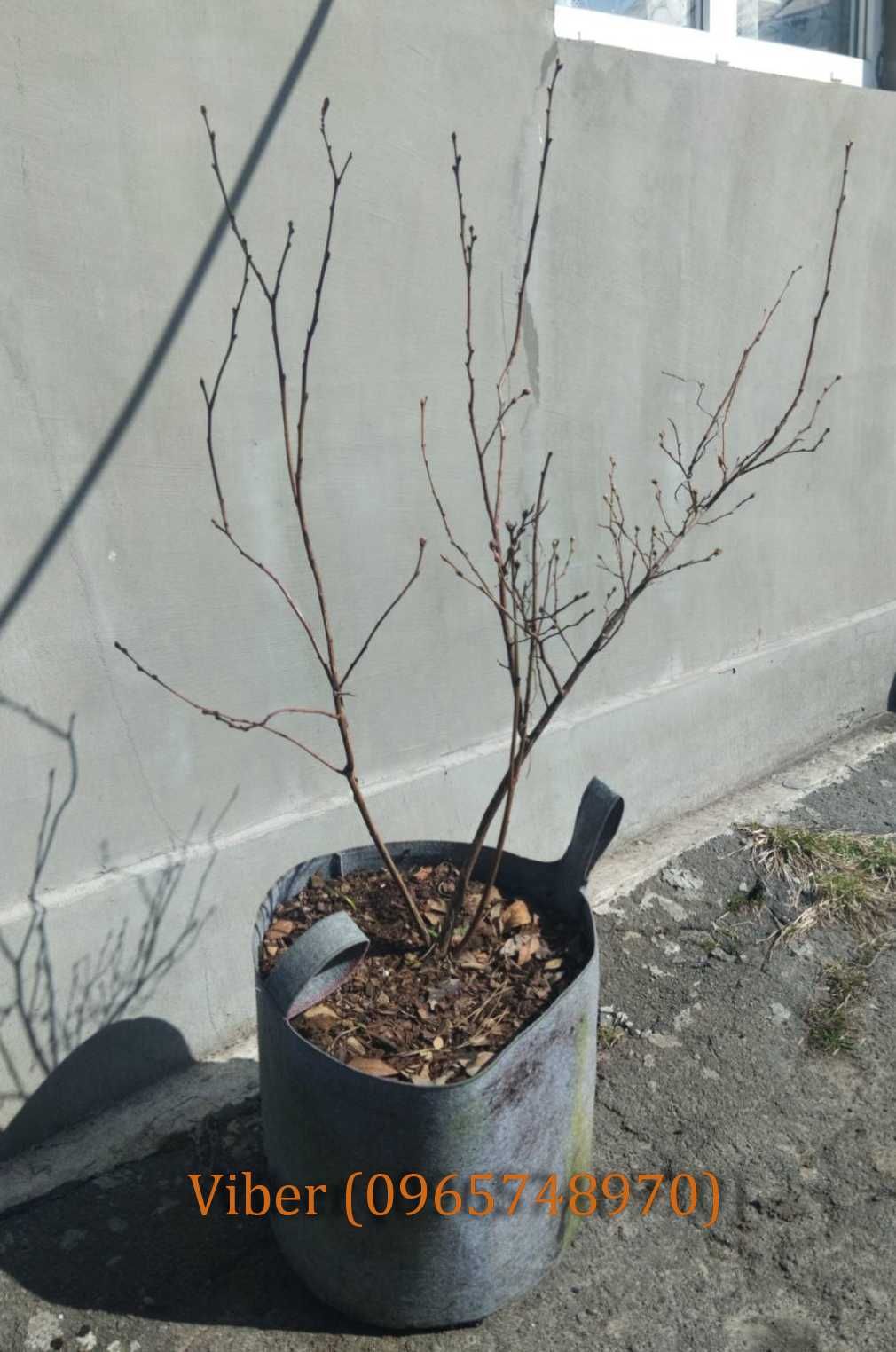 Саджанці лохини, 3-х, та 4-х річні в пакетах ,1,6, 3 л. та 40л.
