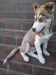 Syberian Husky sunia