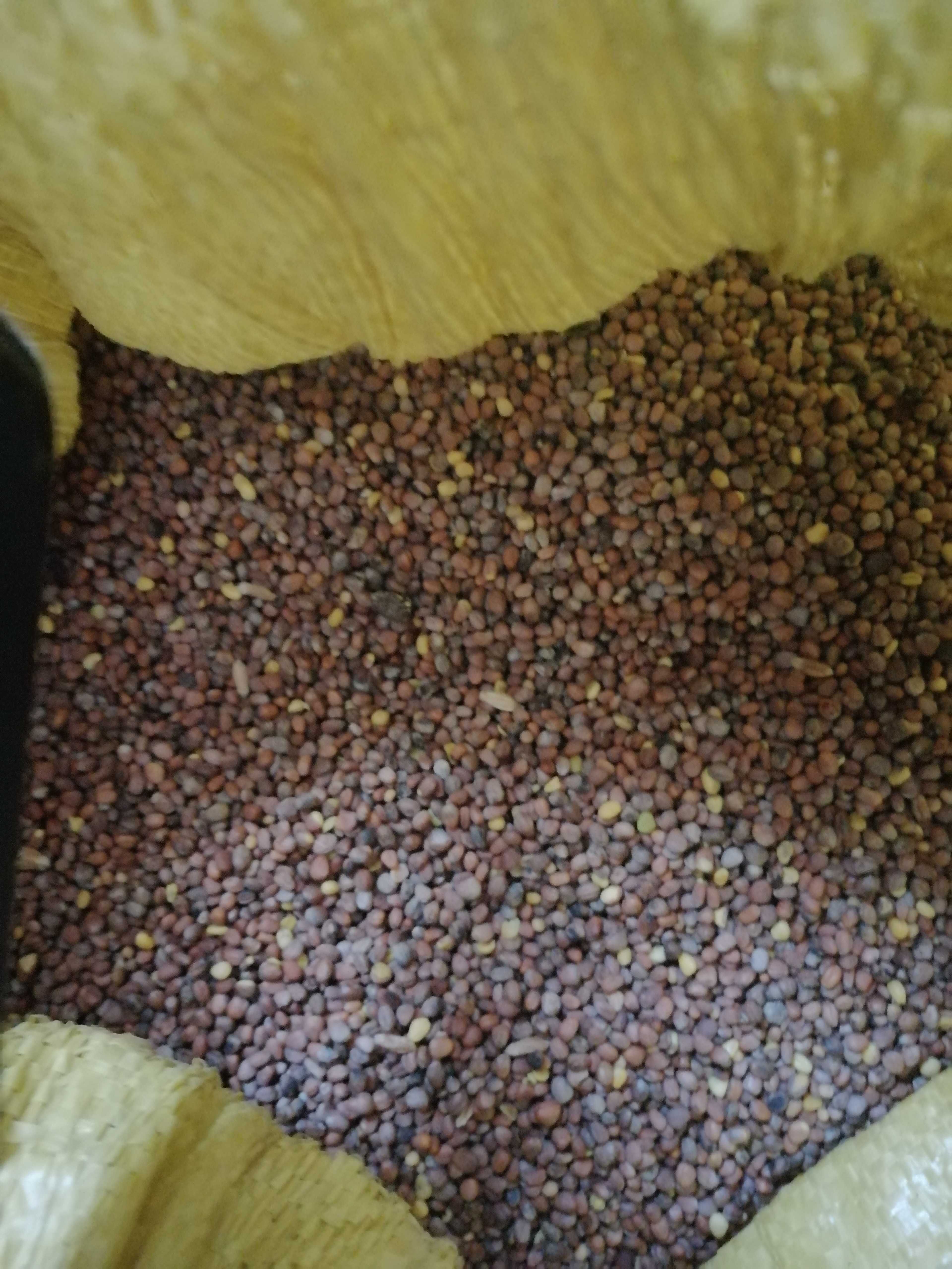 Rzodkiew oleista worki 25kg