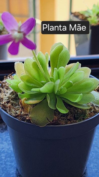 Pinguicula ehlersiae (planta carnivora mexicana)