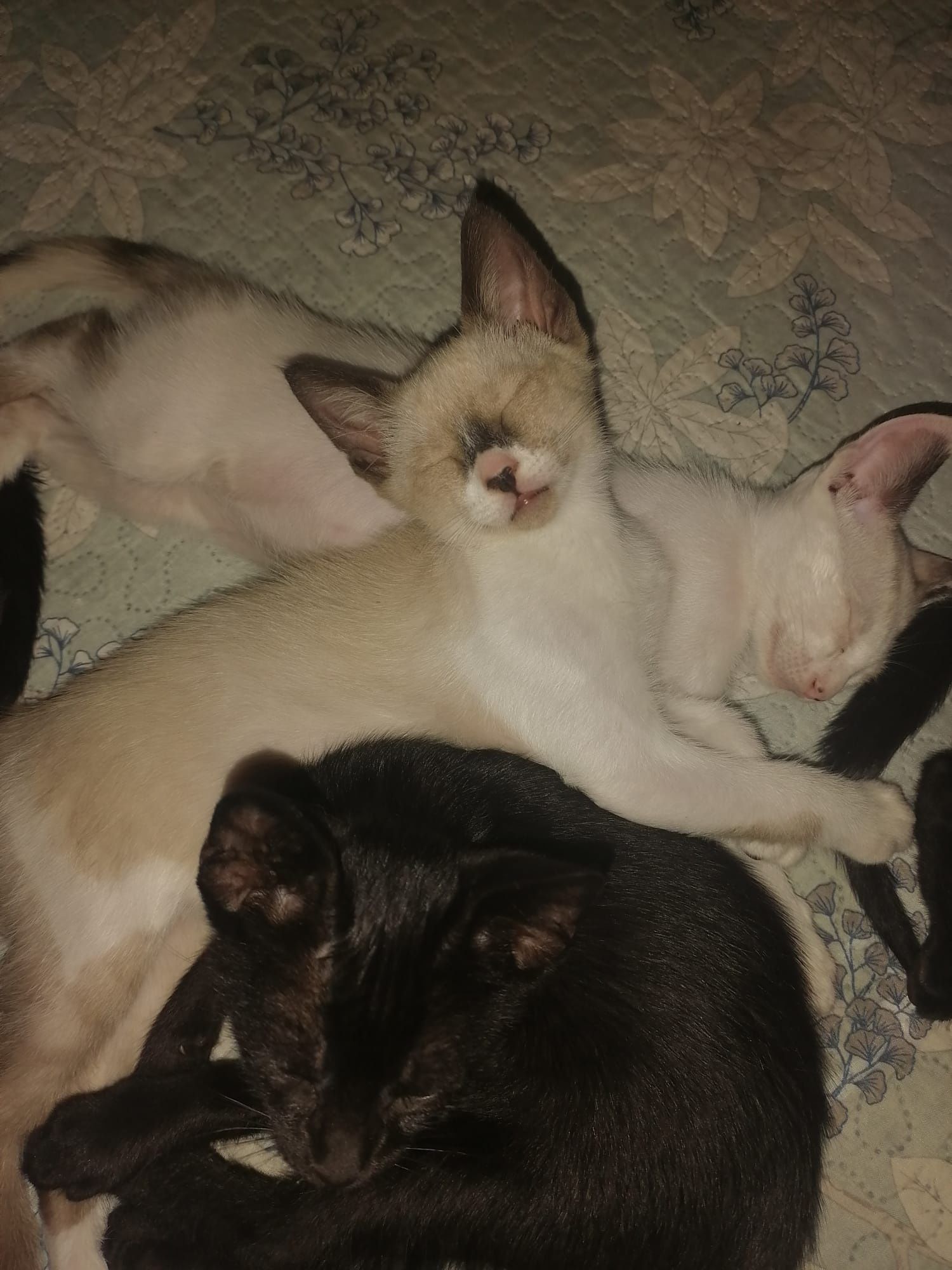 Gatinhos pará dar