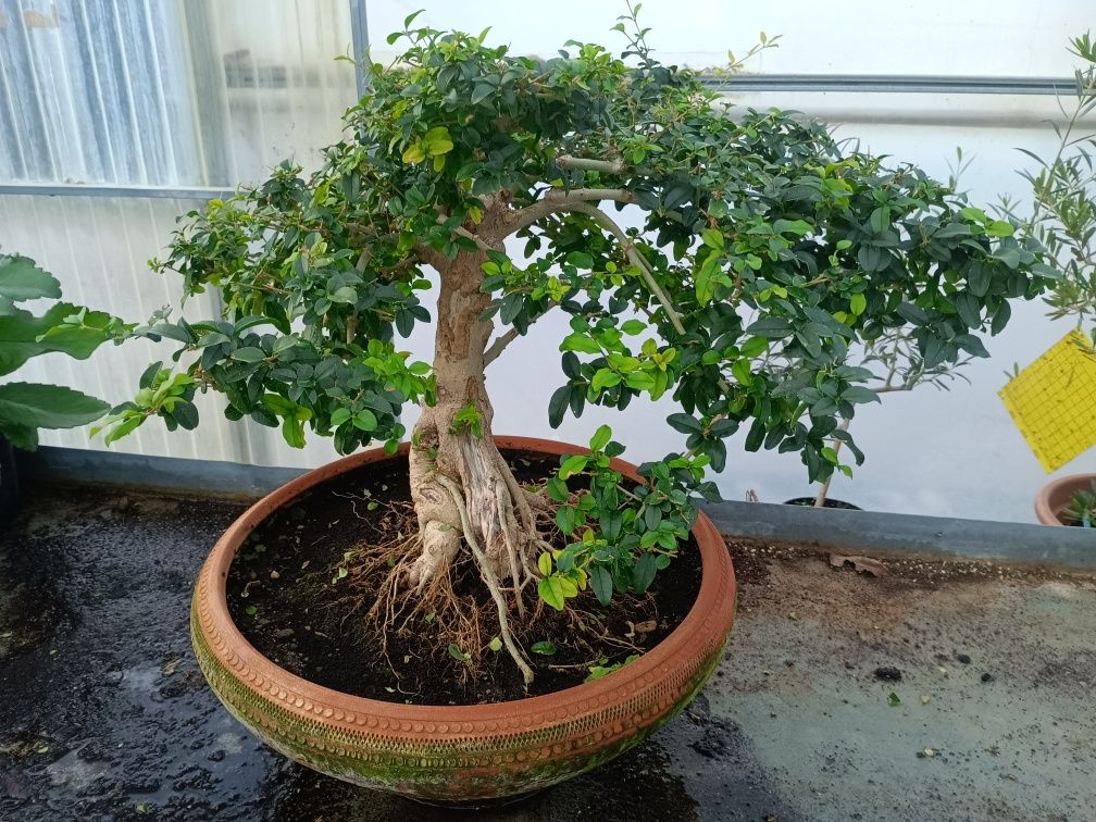 Bonsai Ligustrum 10 anos