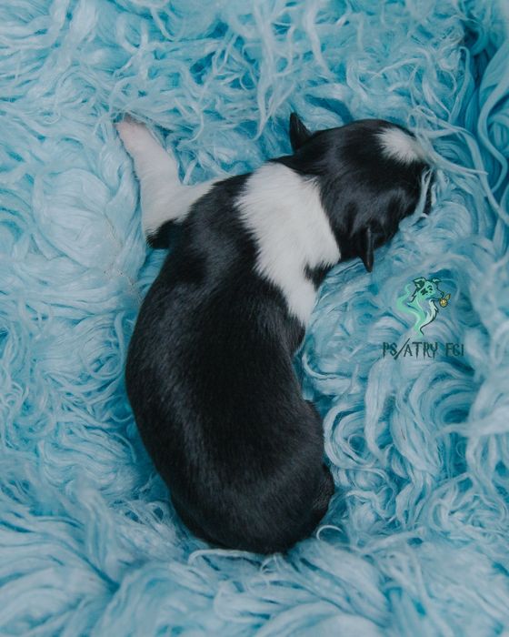 Psiatry FCI Border Collie samiec czarno biały
