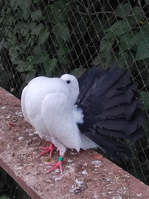 Pawiki różne kolory