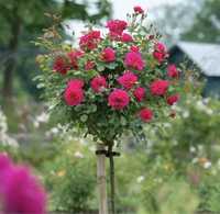 Троянда на штамбі 100-110 см 2-3 роки горщик 5-7 л штамбова троянда