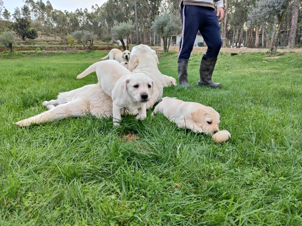 Labrador Retriever