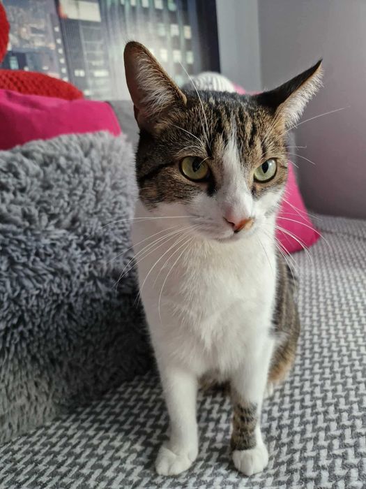 Oddam kotke w dobre ręce